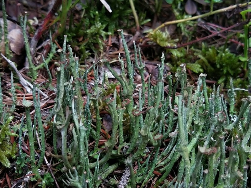 Cup Lichen