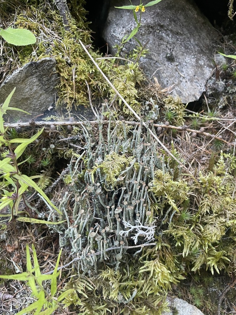 Cup Lichen photo 2