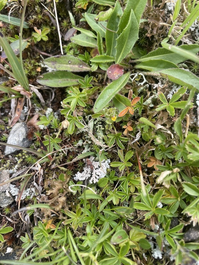 Cup Lichen photo 3