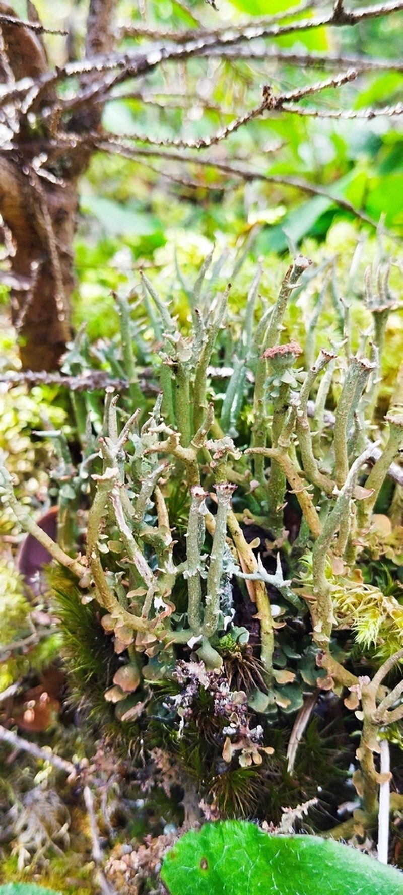 Cup Lichen photo 4