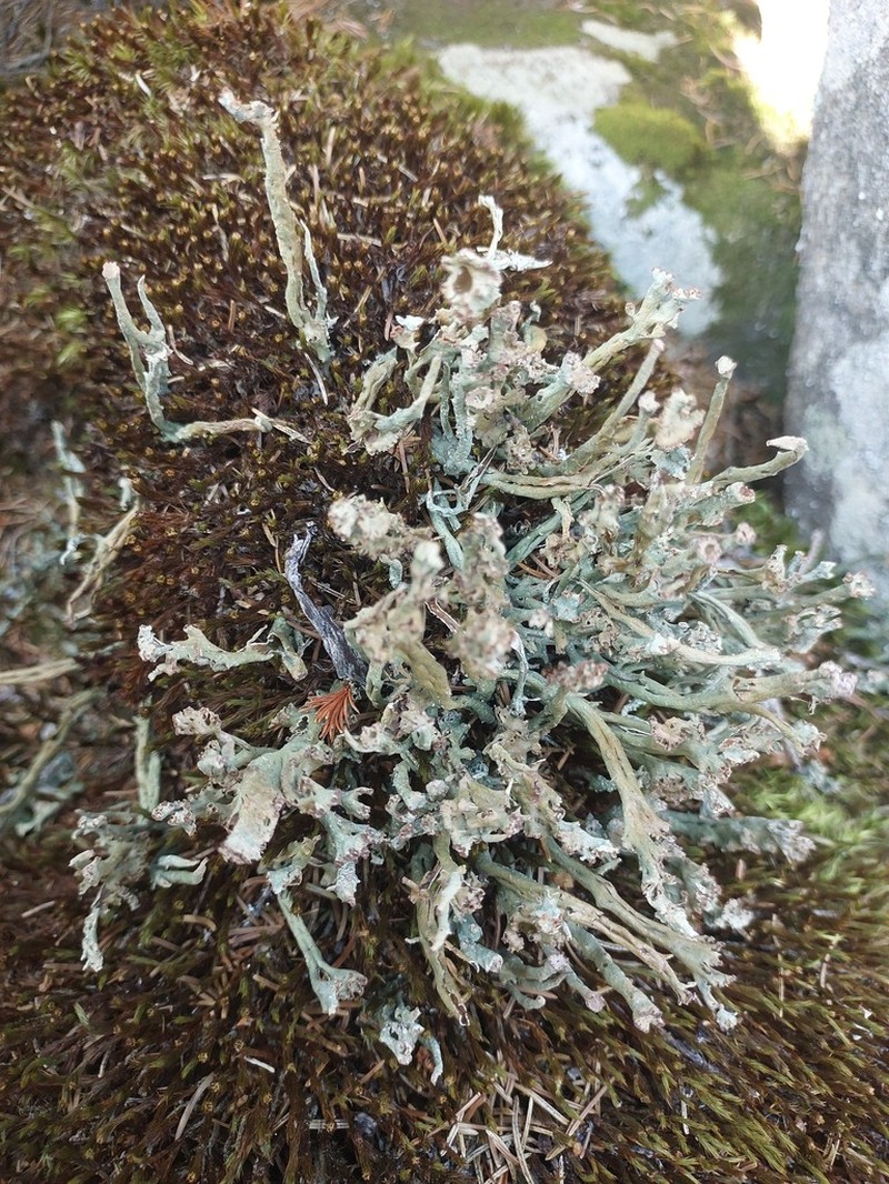 Cup Lichen photo 5