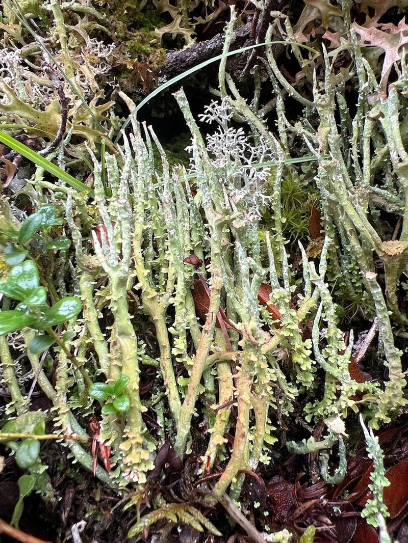 Cup Lichen photo 6