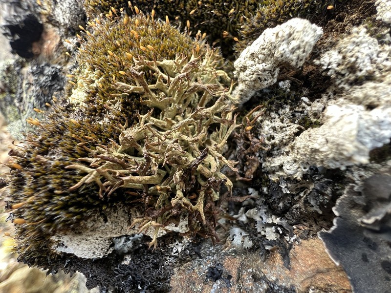 Cup Lichen photo 7