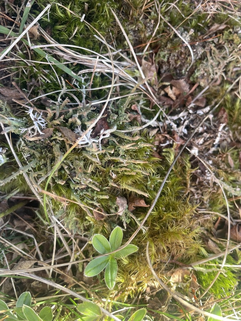 Cup Lichen photo 8