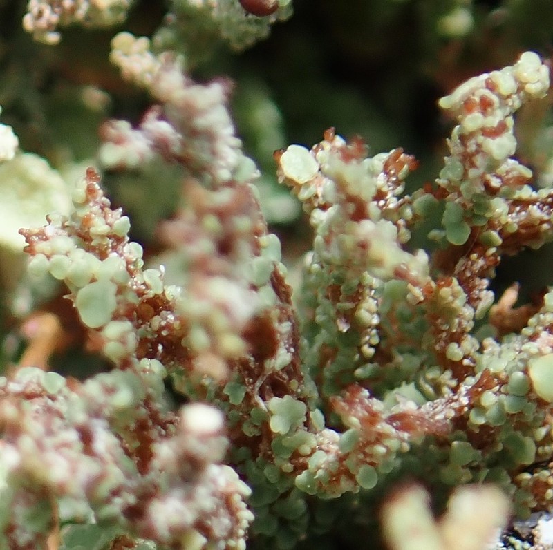 Largeleaf Cup Lichen