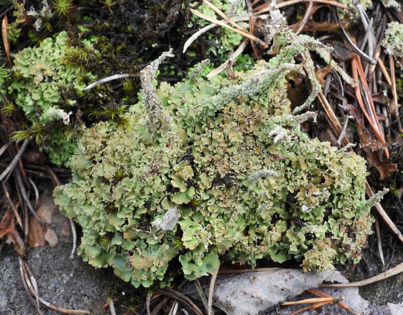 Largeleaf Cup Lichen photo 2