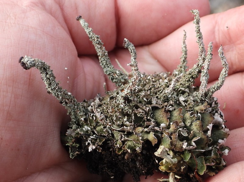 Largeleaf Cup Lichen photo 3