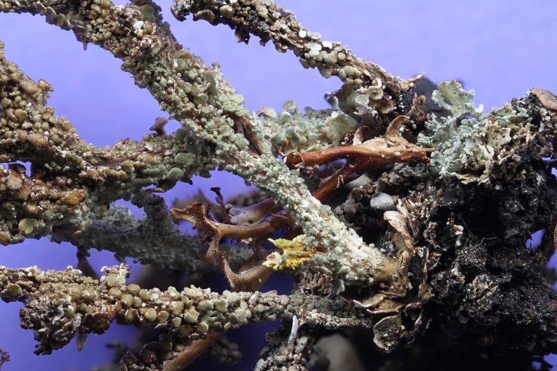 Largeleaf Cup Lichen photo 4