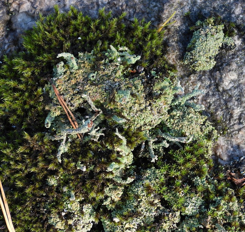 Largeleaf Cup Lichen photo 5