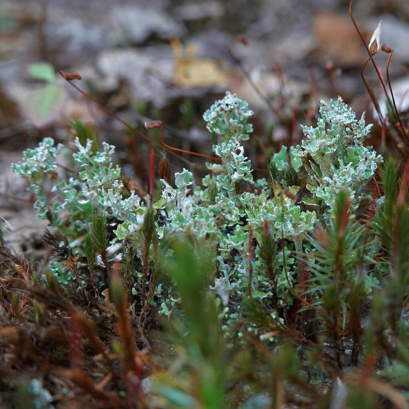 Cup Lichen