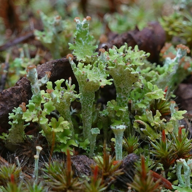 Cup Lichen photo 2