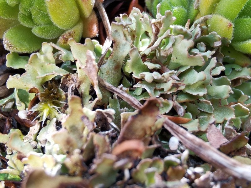 Cup Lichen photo 3