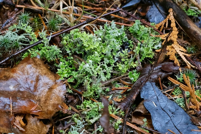 Cup Lichen photo 4