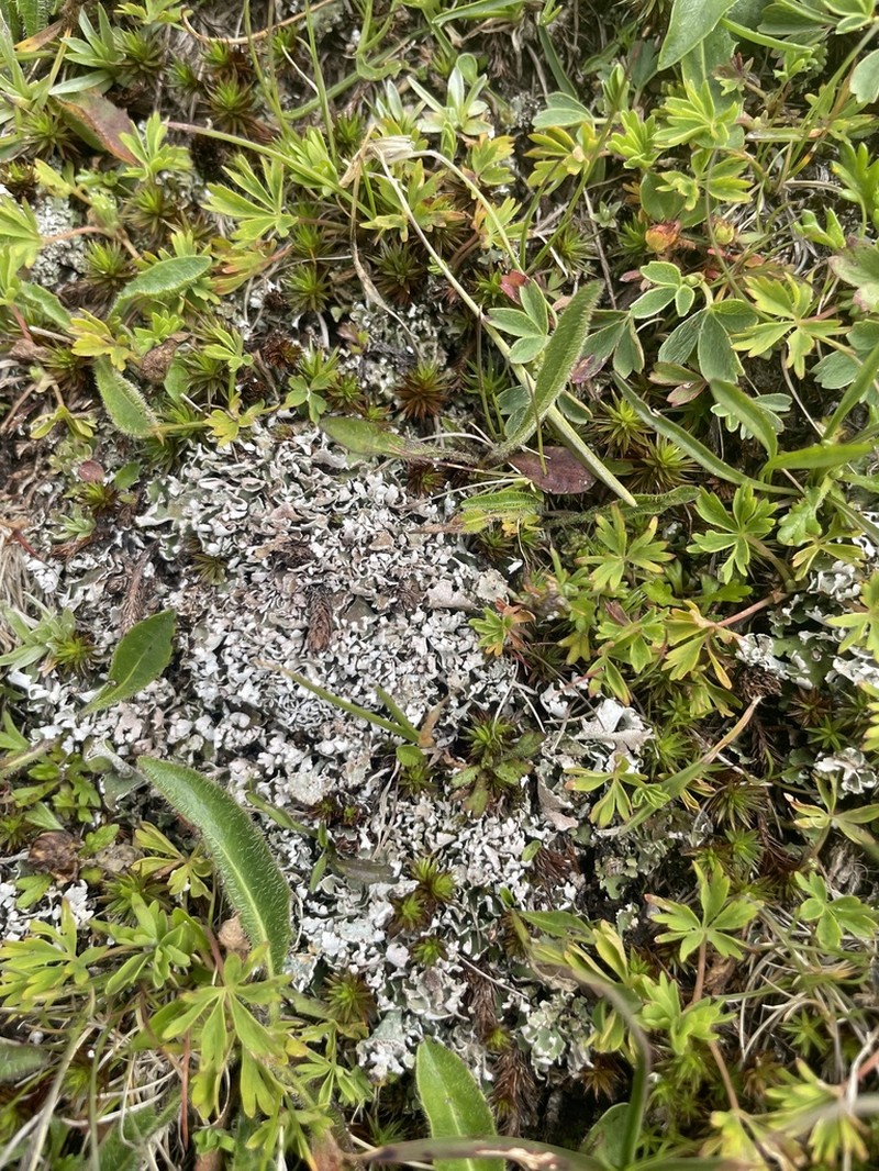 Cup Lichen photo 5