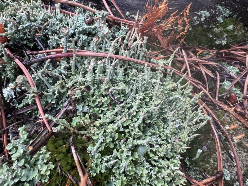Cup Lichen photo 6