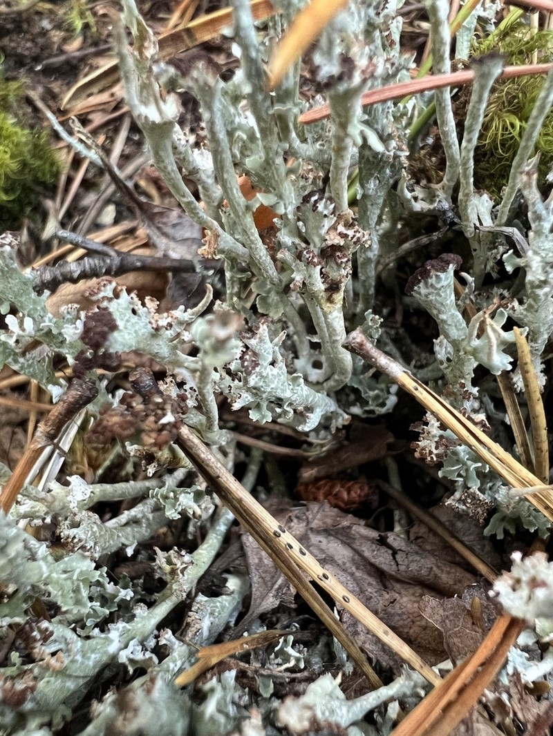 Cup Lichen photo 7