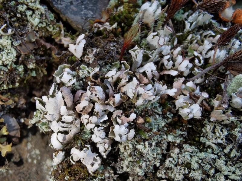 Cup Lichen photo 8