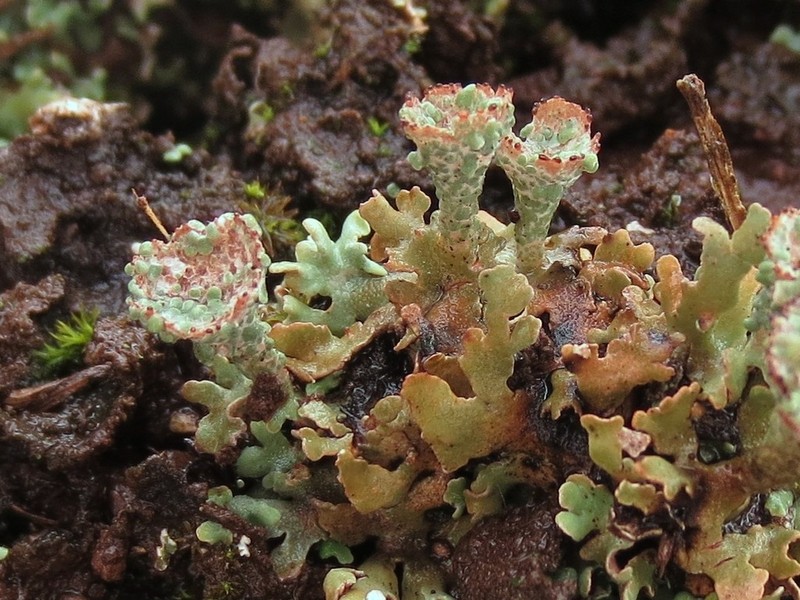 Cup Lichen