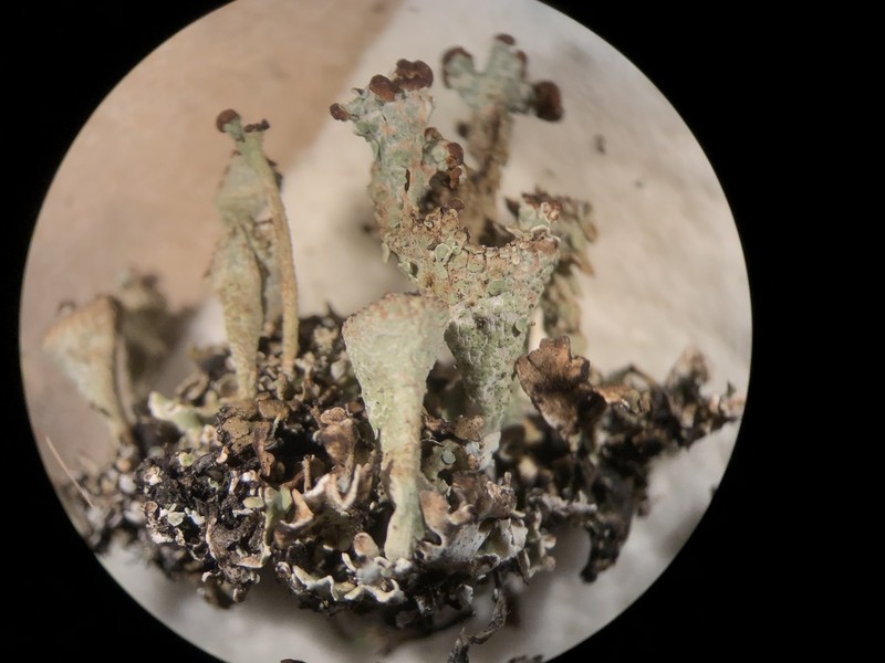 Cup Lichen photo 2