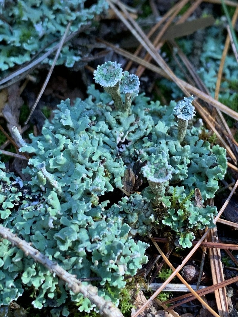 Cup Lichen photo 3