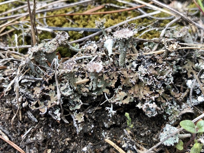 Cup Lichen photo 4