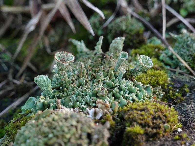 Cup Lichen photo 6