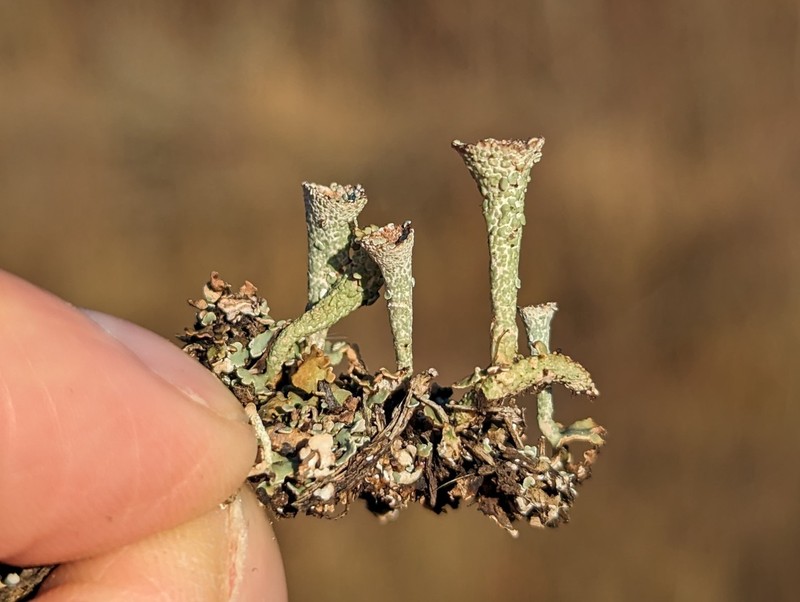 Cup Lichen photo 7