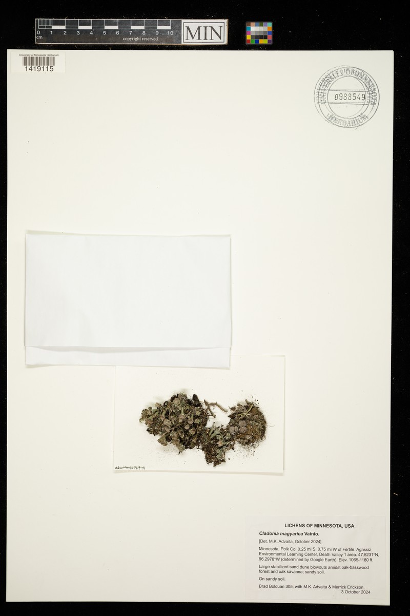 Cup Lichen photo 8