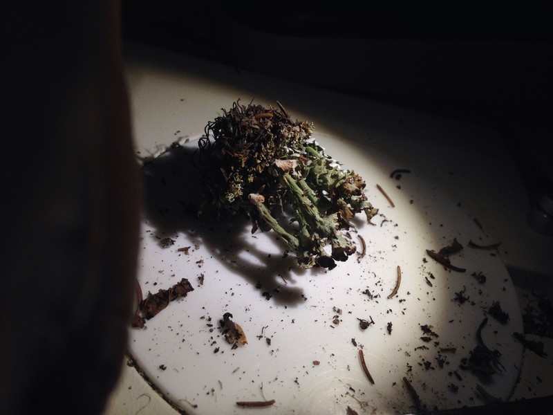 Cup Lichen