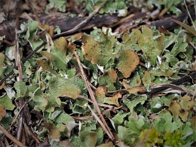 Cup Lichen photo 2