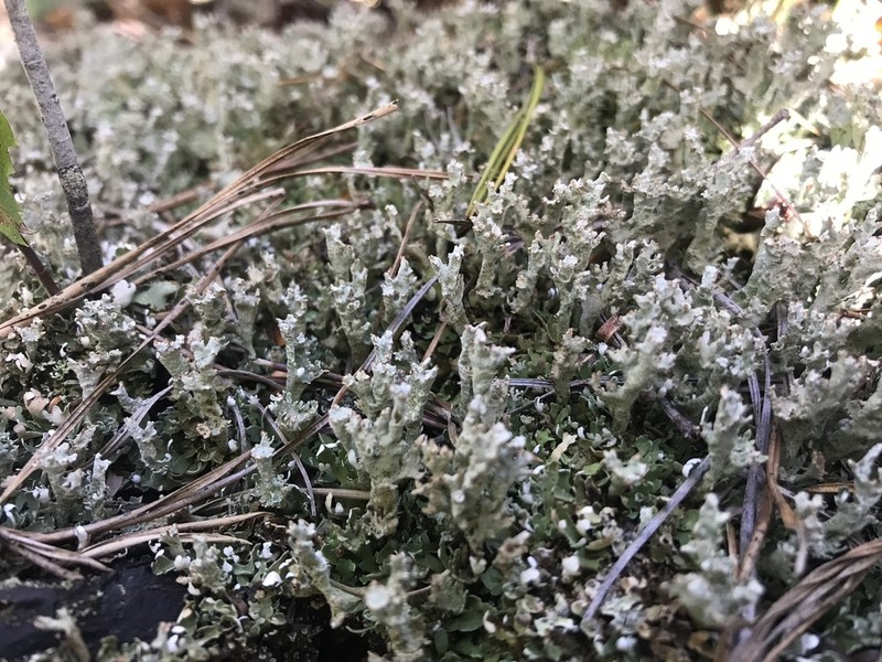 Cup Lichen photo 3