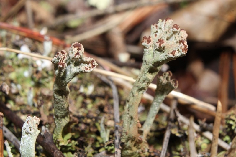 Cup Lichen photo 4