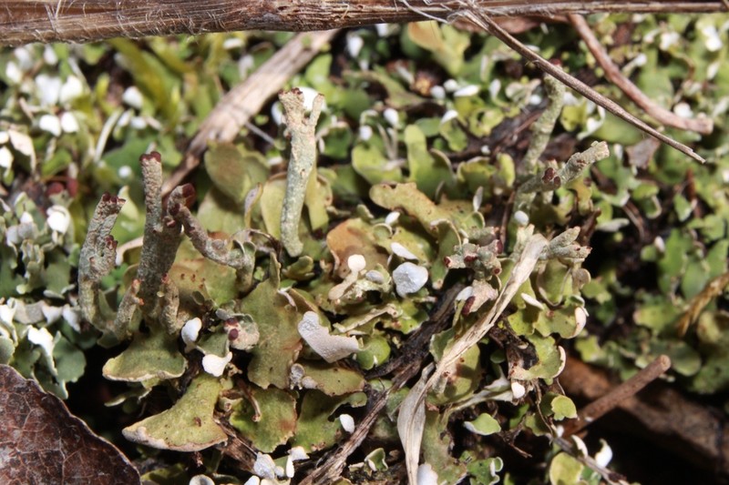 Cup Lichen photo 5