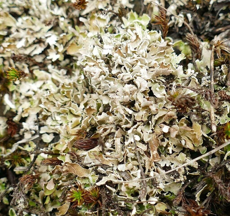 Cup Lichen photo 6