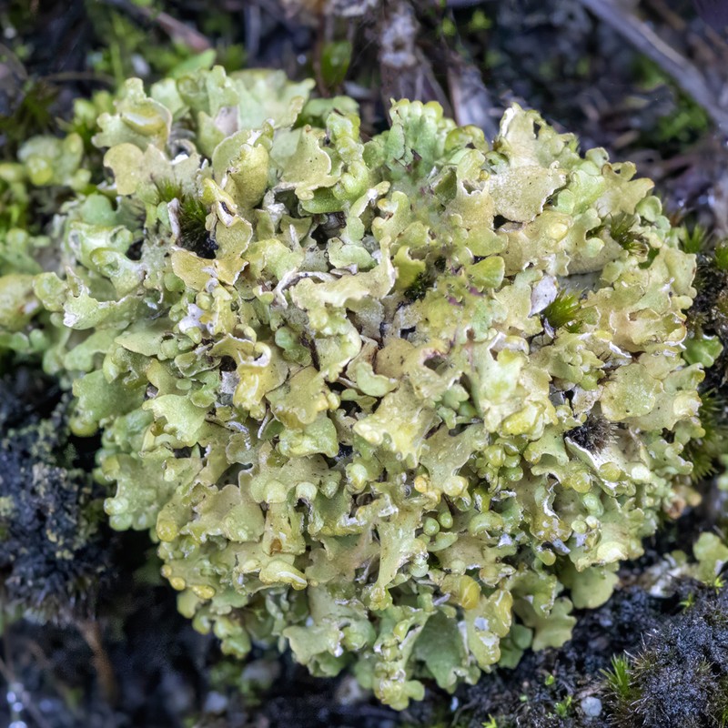 Cup Lichen photo 7