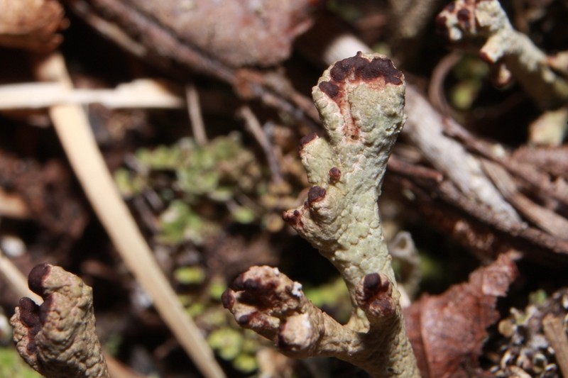 Cup Lichen photo 8