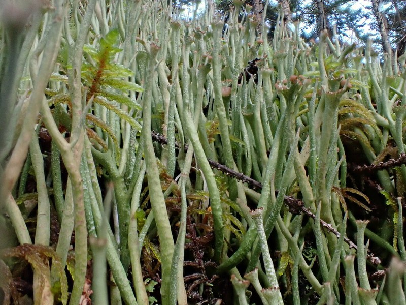 Cup Lichen