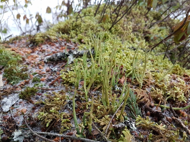 Cup Lichen photo 2
