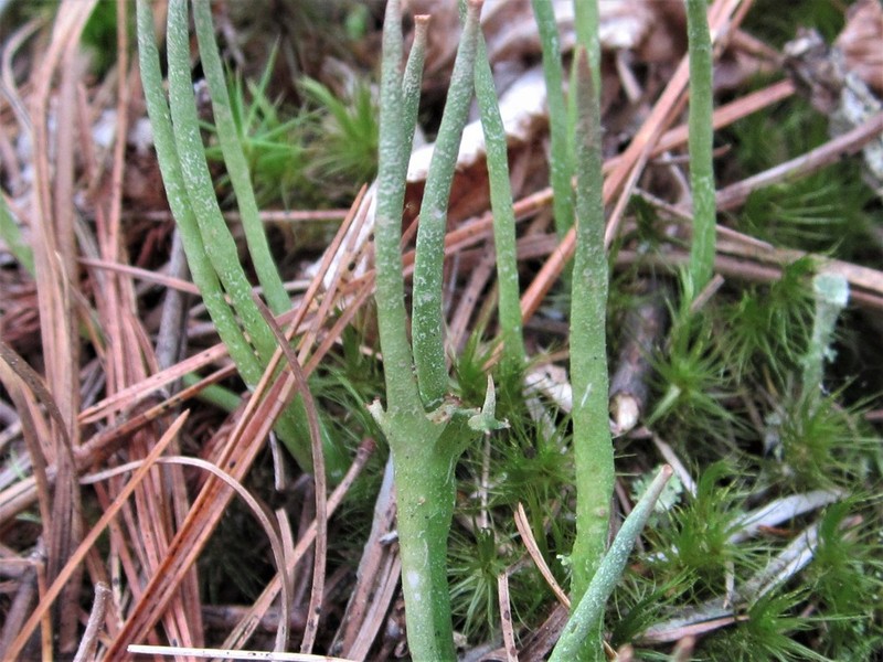 Cup Lichen photo 3