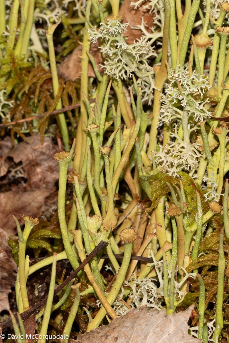 Cup Lichen photo 4