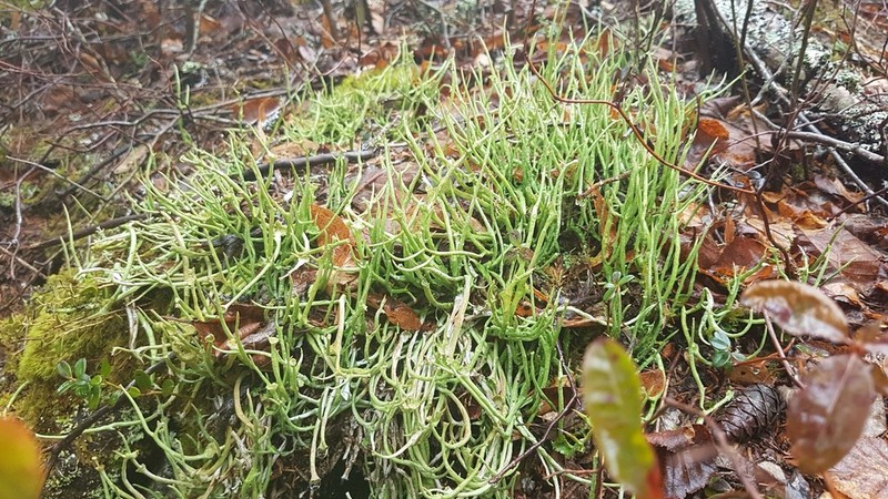 Cup Lichen photo 5