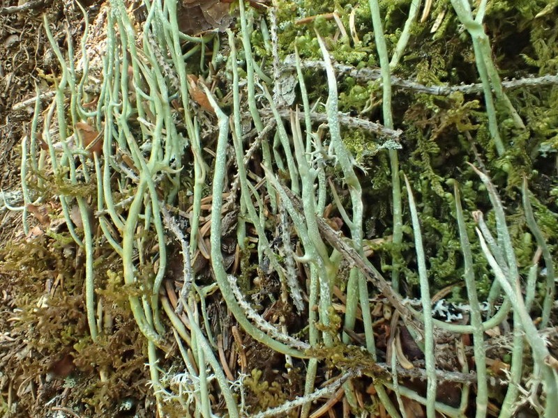 Cup Lichen photo 6