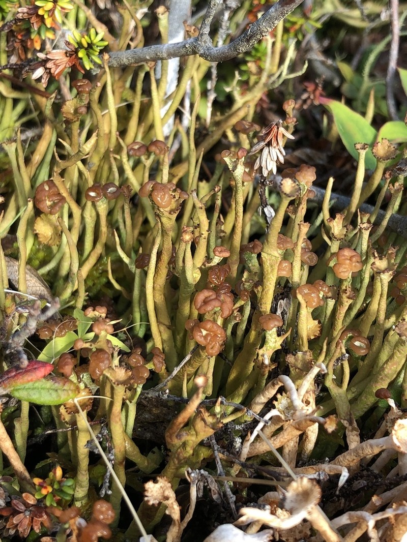Cup Lichen photo 7
