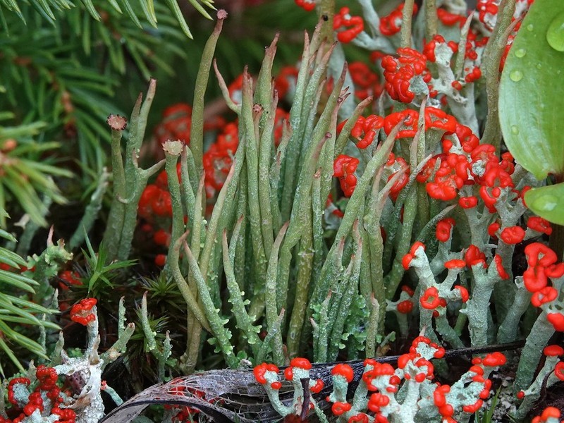 Cup Lichen photo 8