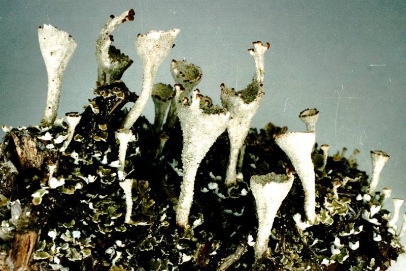 Cup Lichen