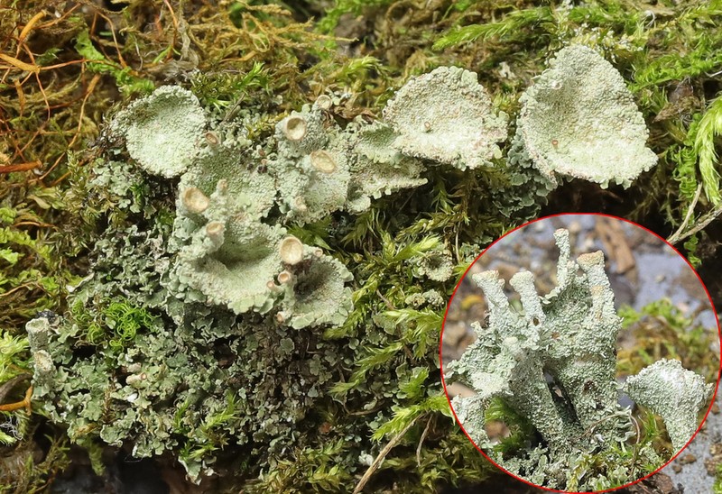 Cup Lichen