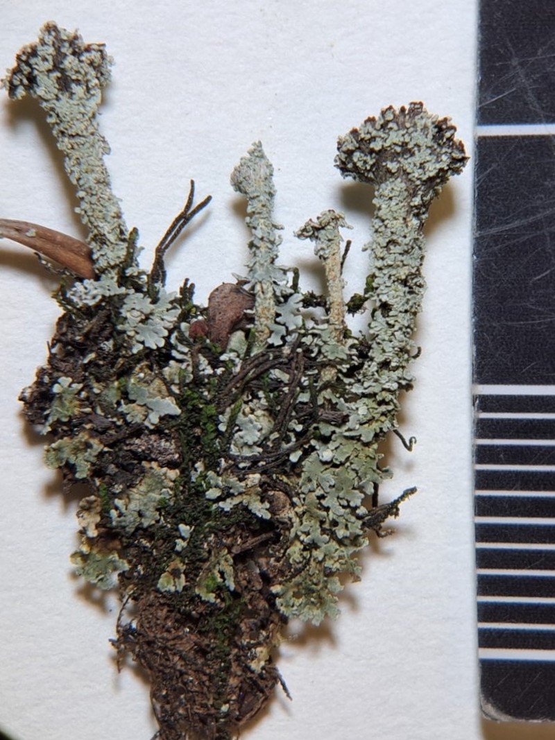 Cup Lichen