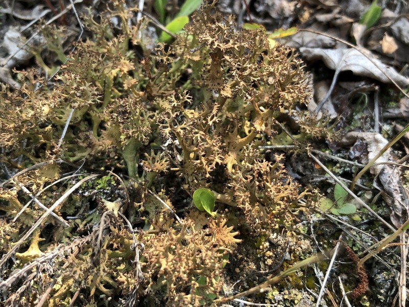 Cup Lichen