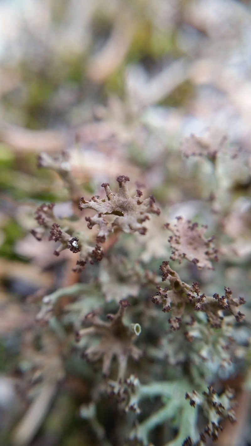 Cup Lichen photo 2