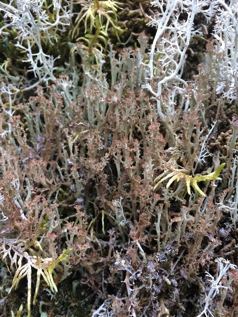 Cup Lichen photo 3